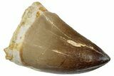 Fossil Mosasaur (Prognathodon) Tooth - Morocco #259998-1